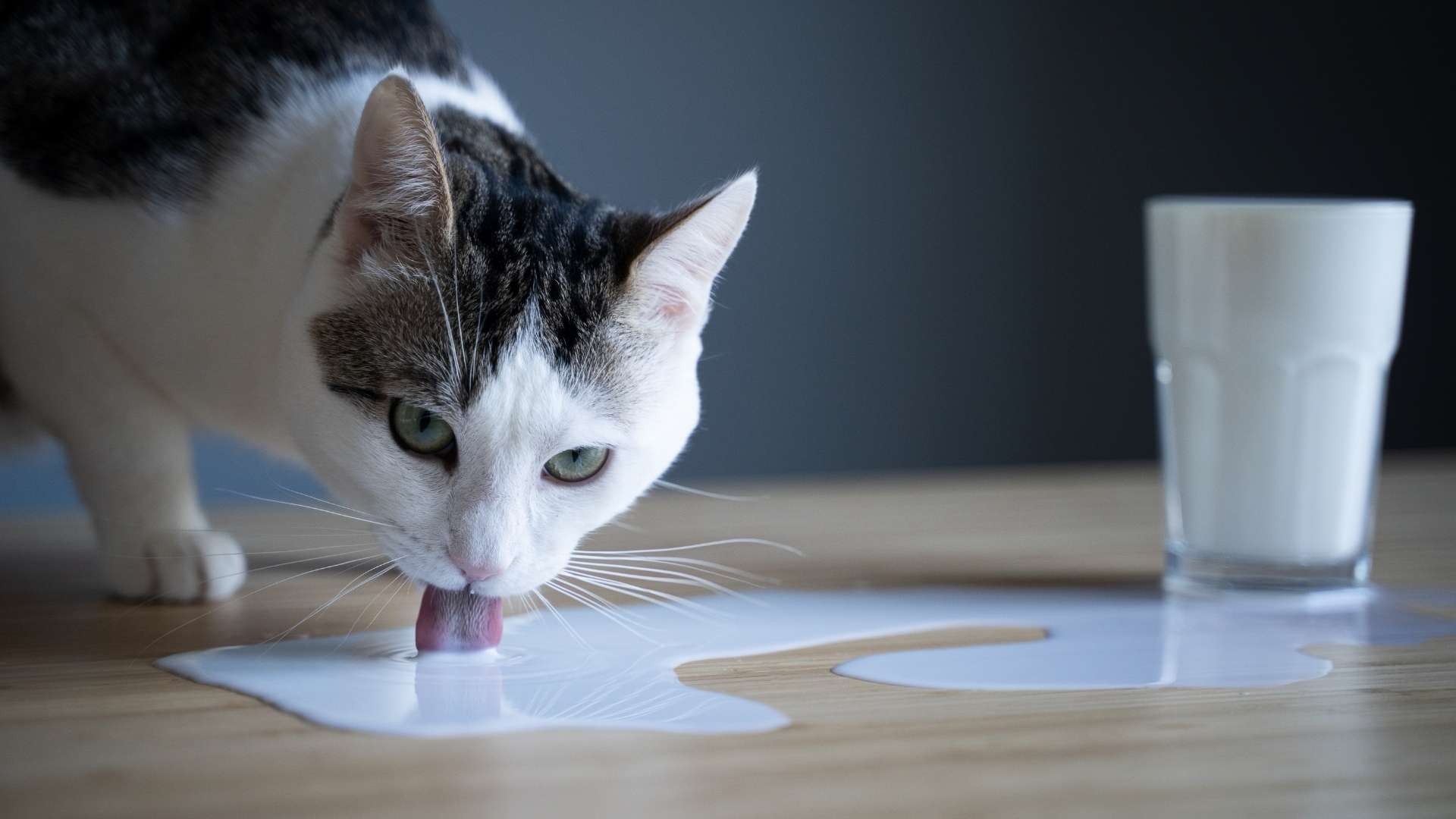 gato bebiendo leche